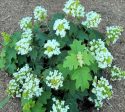 Pee Wee Dwarf Oakleaf Hydrangea on Sale