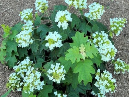 Pee Wee Dwarf Oakleaf Hydrangea on Sale