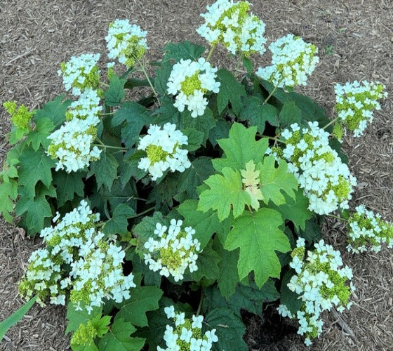 Pee Wee Dwarf Oakleaf Hydrangea on Sale