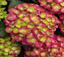 Tilt A Swirl™ Mophead Hydrangea Cheap