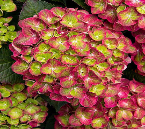 Tilt A Swirl™ Mophead Hydrangea Cheap