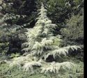 Snow Sprite Dwarf Deodar Cedar Online now