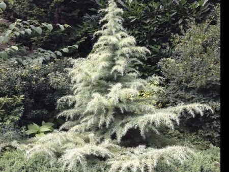 Snow Sprite Dwarf Deodar Cedar Online now