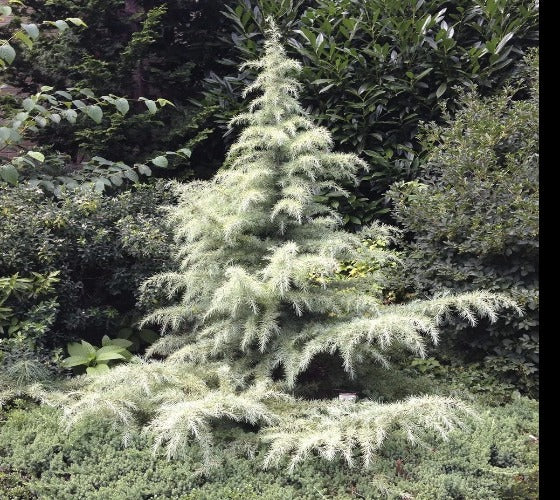 Snow Sprite Dwarf Deodar Cedar Online now