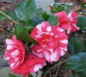 Governor Mouton Camellia Japonica Online