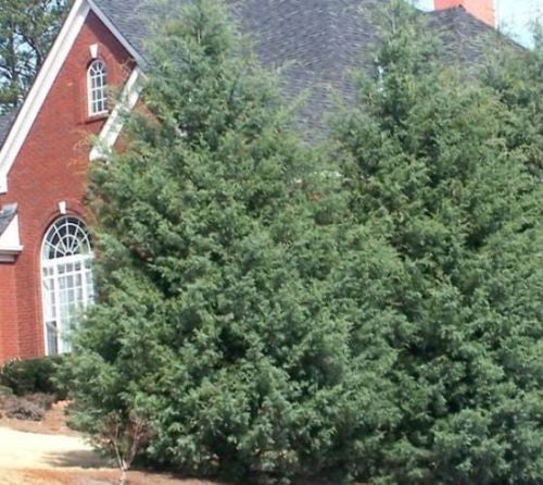 Carolina Sapphire Arizona Cypress For Discount