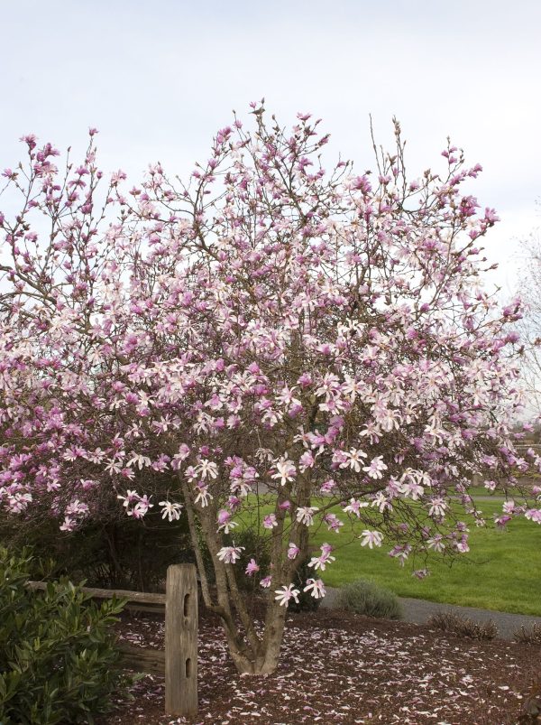 Leonard Messel Magnolia Hot on Sale