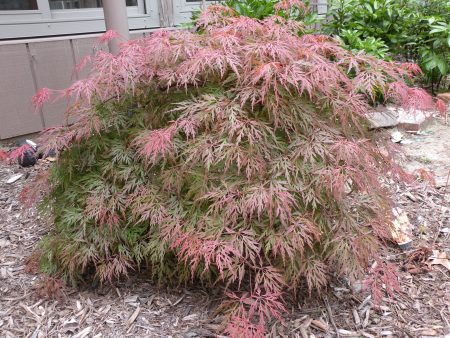 Orangeola Weeping Laceleaf Japanese Maple Hot on Sale