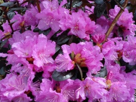 PJM Elite Lavender Rhododendron For Sale