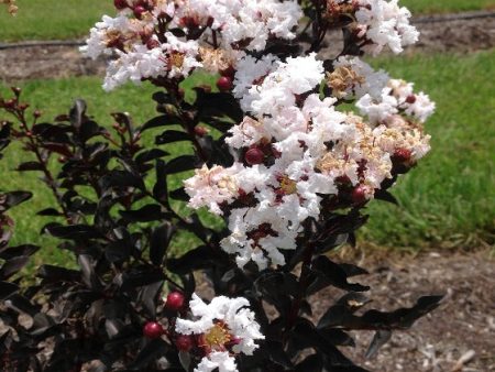 Ebony and Ivory Crape Myrtle Sale