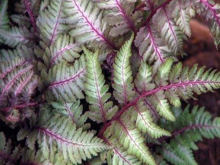 Regal Red Japanese Painted Fern Online Sale