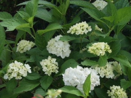 Emile Mouillere White Mophead Hydrangea Sale