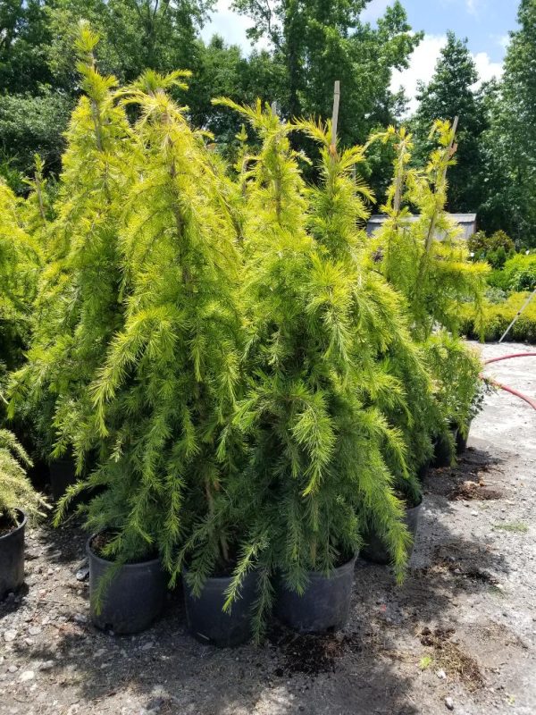 Golden Deodar Cedar Online