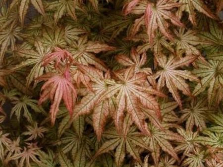 Peaches and Cream Japanese Maple For Discount