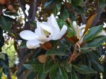 Little Gem Southern Magnolia Grandiflora For Sale