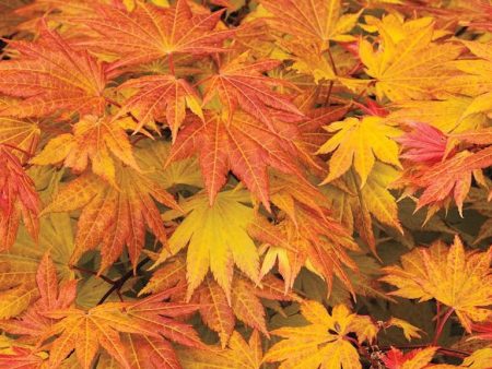 Autumn Moon ( Full Moon ) Japanese Maple Online Hot Sale