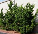 Hollywood Juniper Tree ( Kaizuka ) Sale