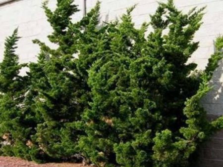 Hollywood Juniper Tree ( Kaizuka ) Sale