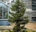 Black Dragon Cryptomeria ( japanese cedar ) Supply