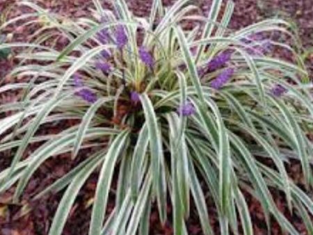 Silver Dragon Variegated Liriope ( monkey grass ) Fashion