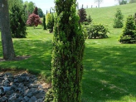 Green Pillar Boxwood Cheap