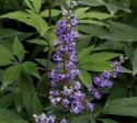 Shoal Creek Vitex ( chaste tree ) For Cheap