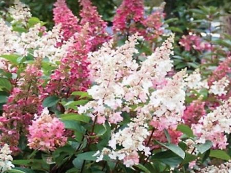 Bloomin  Easy Candelabra™ Hardy Hydrangea For Sale