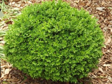 True Dwarf English Boxwood ( buxus ) Online