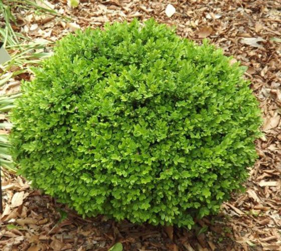 True Dwarf English Boxwood ( buxus ) Online