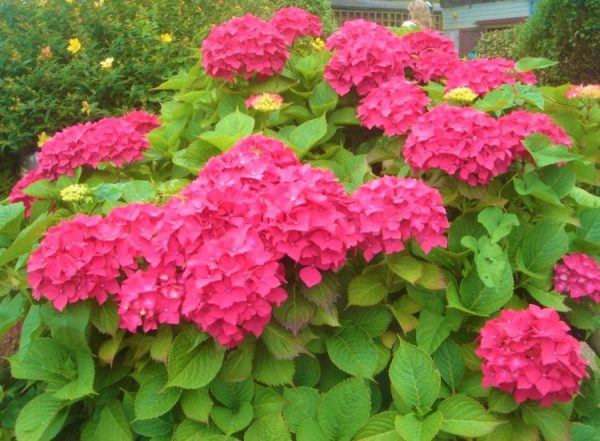 Masja Pink Mophead Hydrangea For Cheap