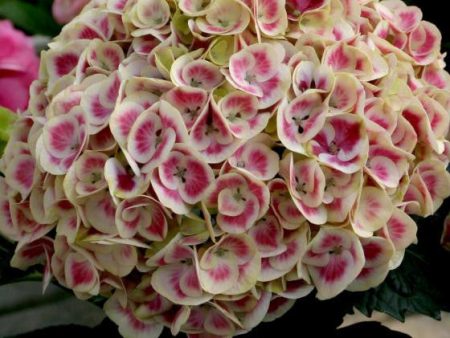 Cityline® Mars Bigleaf Hydrangea Online now