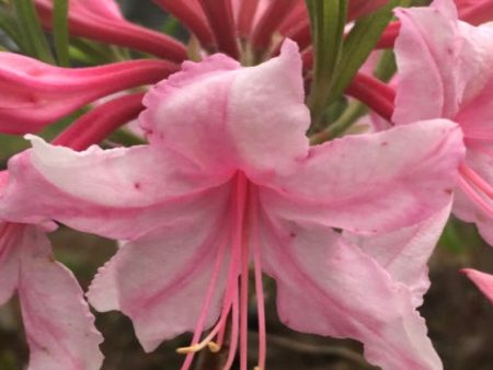 Spring Sensation Deciduous Aromi Azalea on Sale