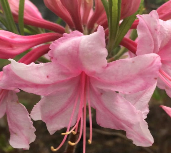 Spring Sensation Deciduous Aromi Azalea on Sale