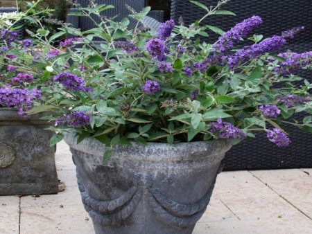 Flutterby Petite® Blue Heaven Dwarf Butterfly Bush Hot on Sale