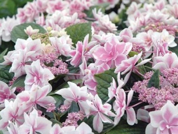 Star Gazer Double Delights Hydrangea For Sale