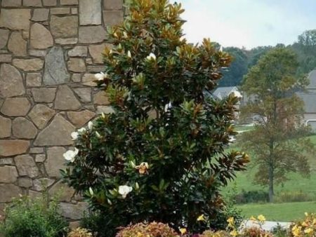 Little Gem Southern Magnolia Grandiflora For Sale