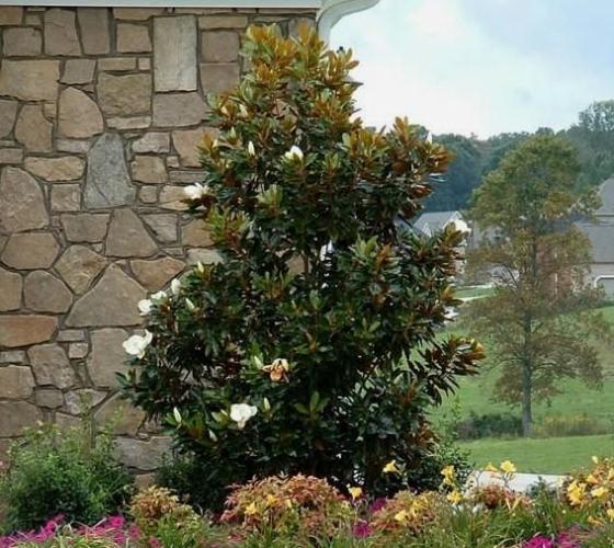 Little Gem Southern Magnolia Grandiflora For Sale