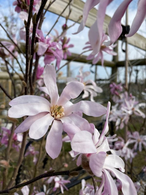 Leonard Messel Magnolia Hot on Sale