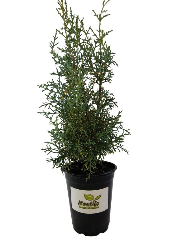 Carolina Sapphire Arizona Cypress For Discount