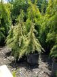 Snow Sprite Dwarf Deodar Cedar Online now