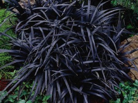 Black Mondo Grass Hot on Sale