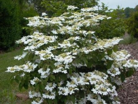 Summer Snowflake Viburnum Sale