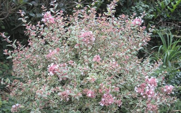 Mardi Gras Variegated Abelia For Discount