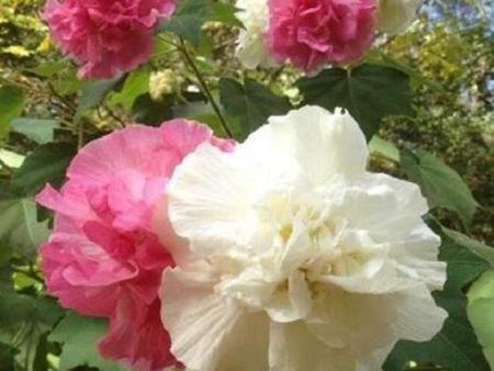 Confederate Rose - Hibiscus Mutabilis Cheap