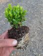 True Dwarf English Boxwood ( buxus ) Online