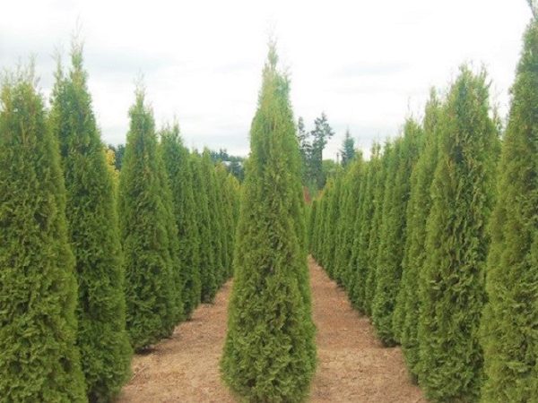 Degroots Spire Arborvitae ( Thuja ) Discount