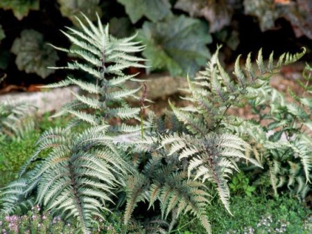 Japanese Painted Fern ( athyrium ) on Sale