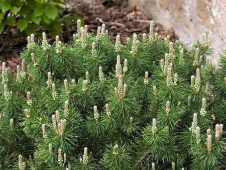 Dwarf Mugo Pine on Sale