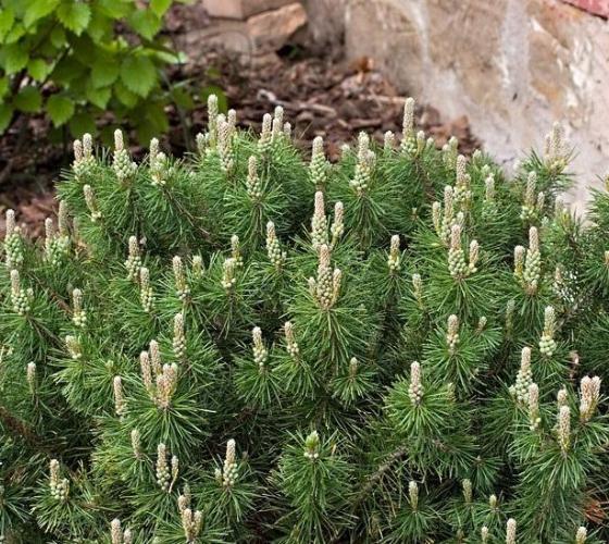 Dwarf Mugo Pine on Sale