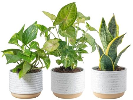 Costa Farms Live Plants (3 Pack), Easy to Grow Real Indoor Houseplants, Air Purifying Plants, Grower s Choice in Home Décor Indoors Plant Pots, New House Gift or Room Décor Online Hot Sale